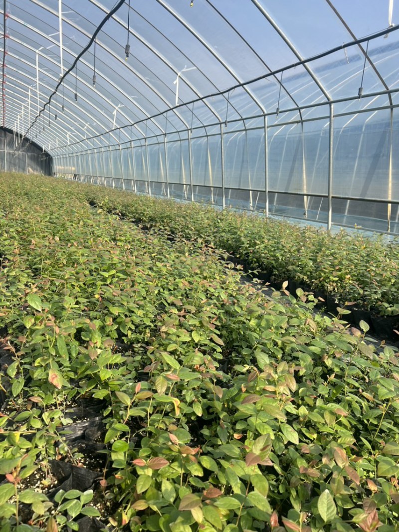 处理蓝莓苗0.9一颗