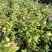 处理蓝莓苗0.9一颗