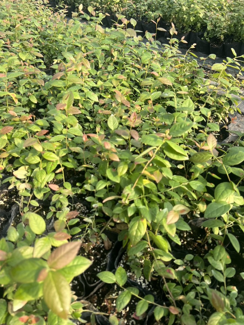 处理蓝莓苗0.9一颗