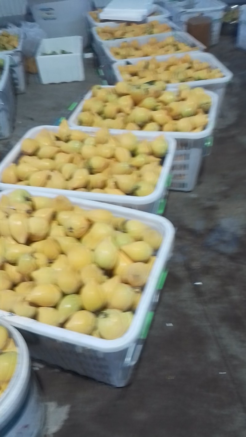 蛋黄果