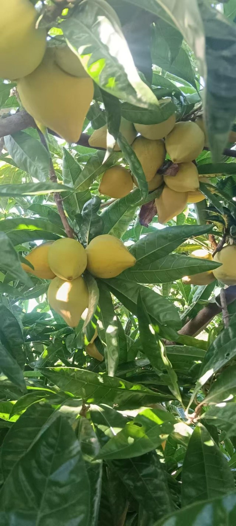 蛋黄果