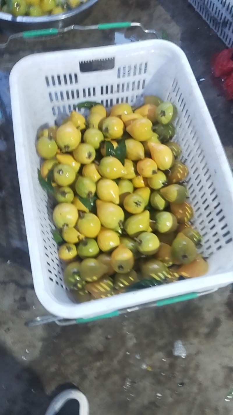 蛋黄果