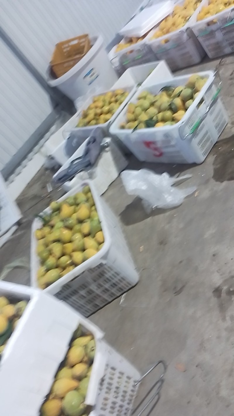 蛋黄果