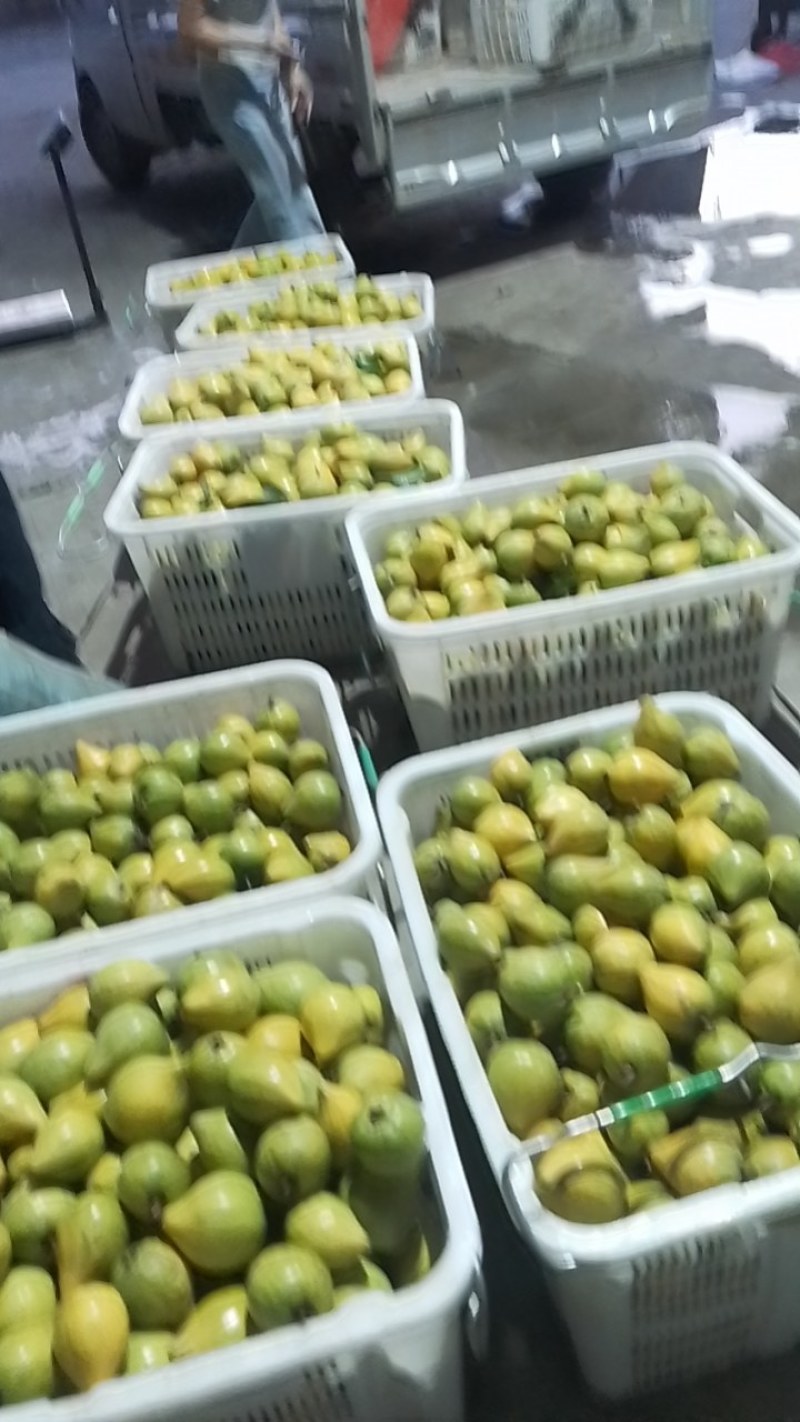 蛋黄果