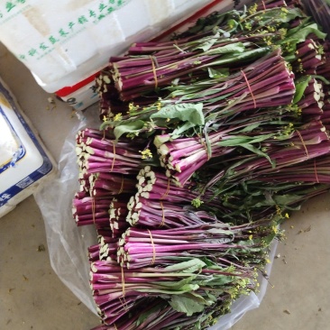 湖北精品红菜苔
