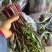 湖北精品红菜苔