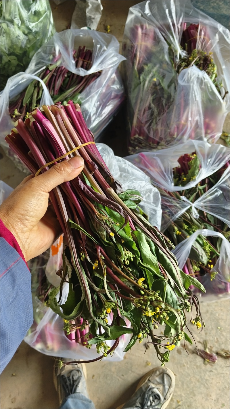 湖北精品红菜苔