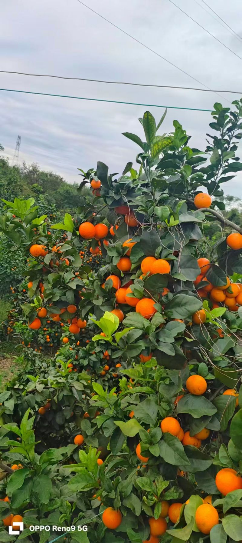 金秋沙糖桔