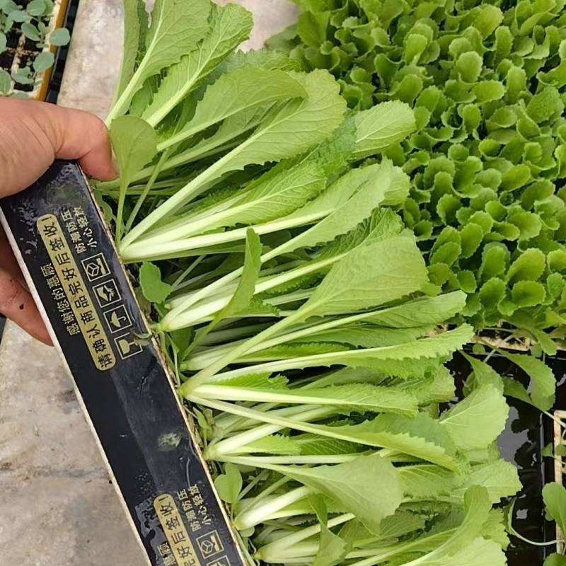 优质绍菜苗