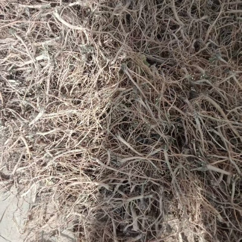 精选原产地柴胡价格优惠随时发货售后无忧