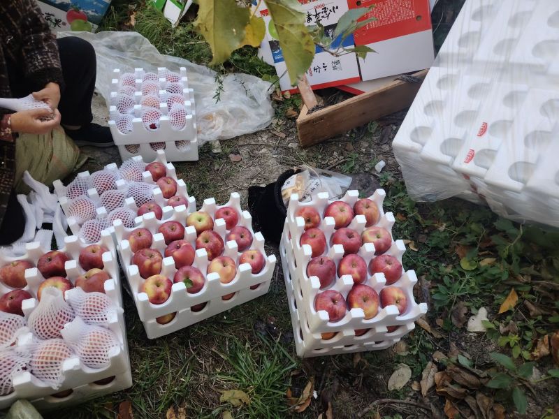 糖心红富士苹果