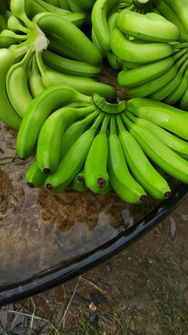 大量供应淋花生麸水溶肥巴西香蕉清甜