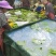 大量供应淋花生麸水溶肥巴西香蕉清甜