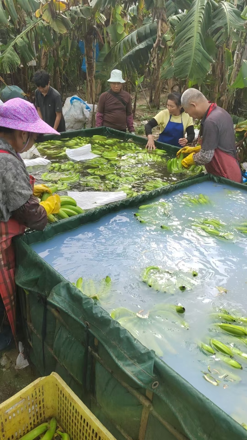 大量供应淋花生麸水溶肥巴西香蕉清甜