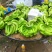 大量供应淋花生麸水溶肥巴西香蕉清甜