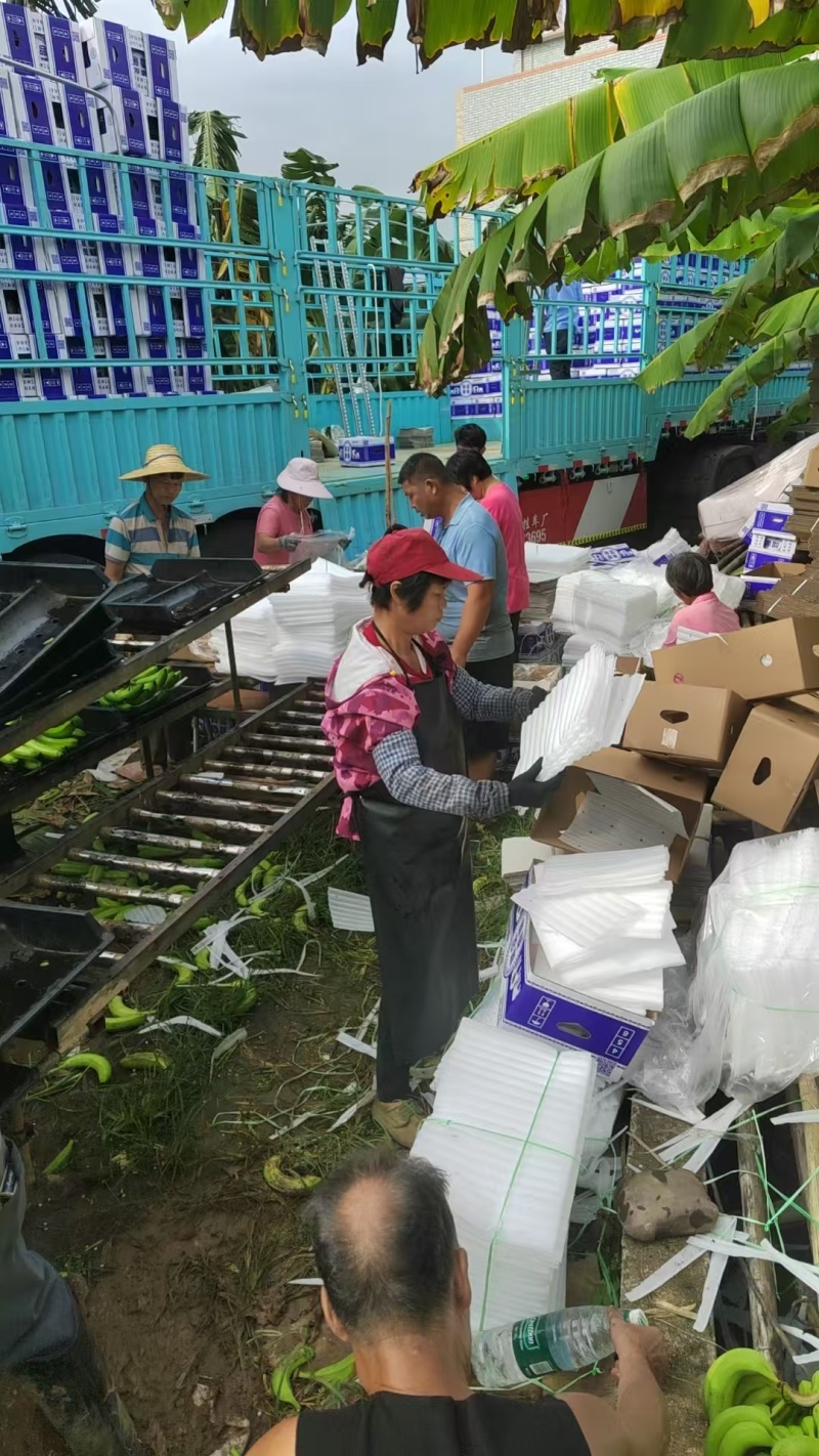 大量供应淋花生麸水溶肥巴西香蕉清甜