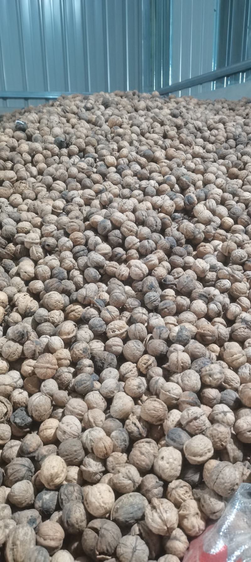 商洛老品种，核桃厚皮核桃
