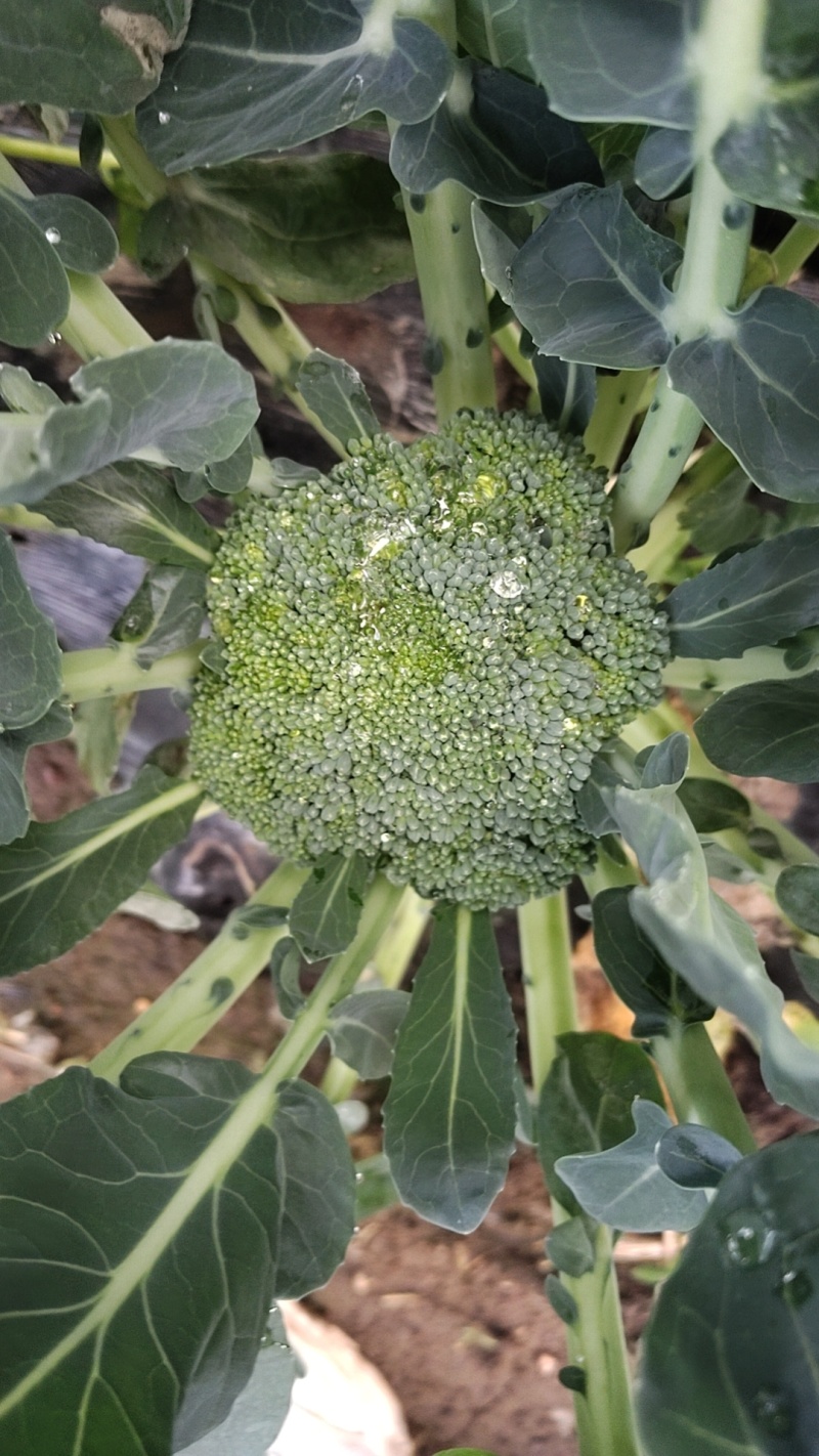 青岛胶州西蓝花