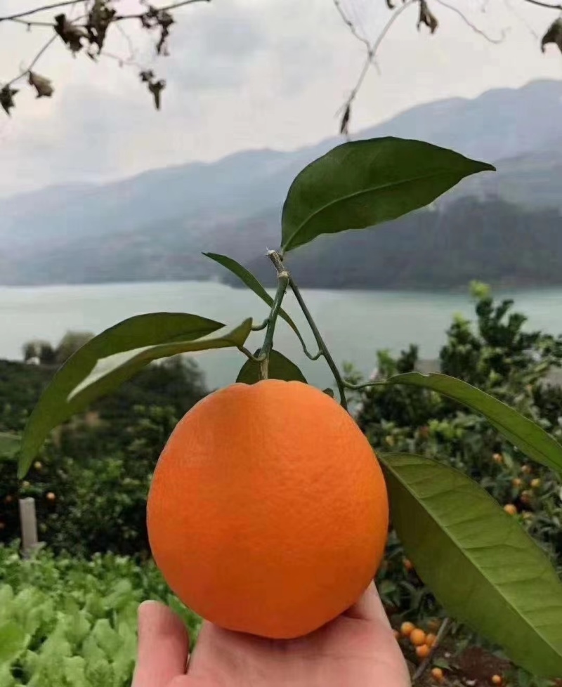 巫山纽荷尔