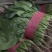 菠菜