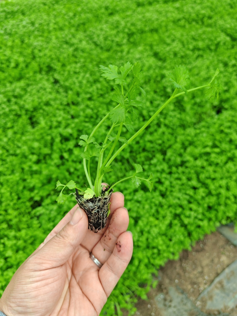 精品西芹苗，皇后西芹苗，穴盘苗，带土发货，对接电商