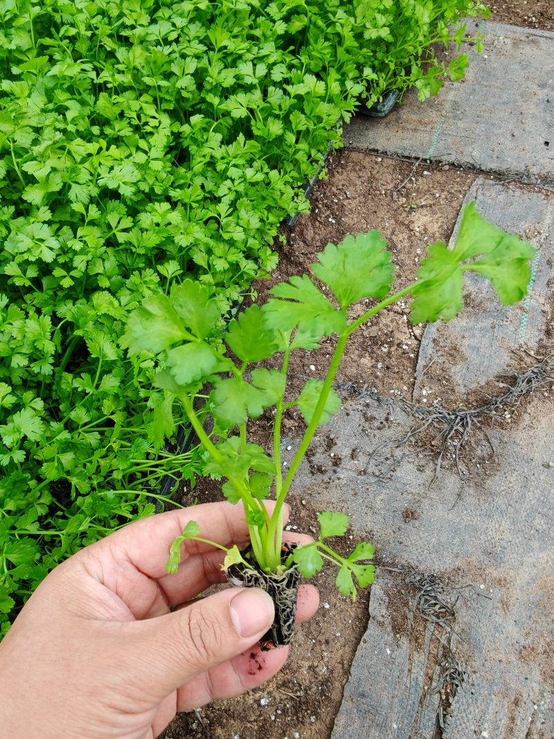精品西芹苗，皇后西芹苗，穴盘苗，带土发货，对接电商