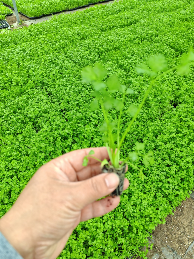 精品西芹苗，皇后西芹苗，穴盘苗，带土发货，对接电商