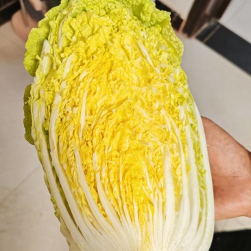 黄心菜3-5大量有货