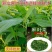 潮汕麻叶菜揭阳青白麻叶潮汕特产正宗凉拌红麻叶蔬菜农产品真