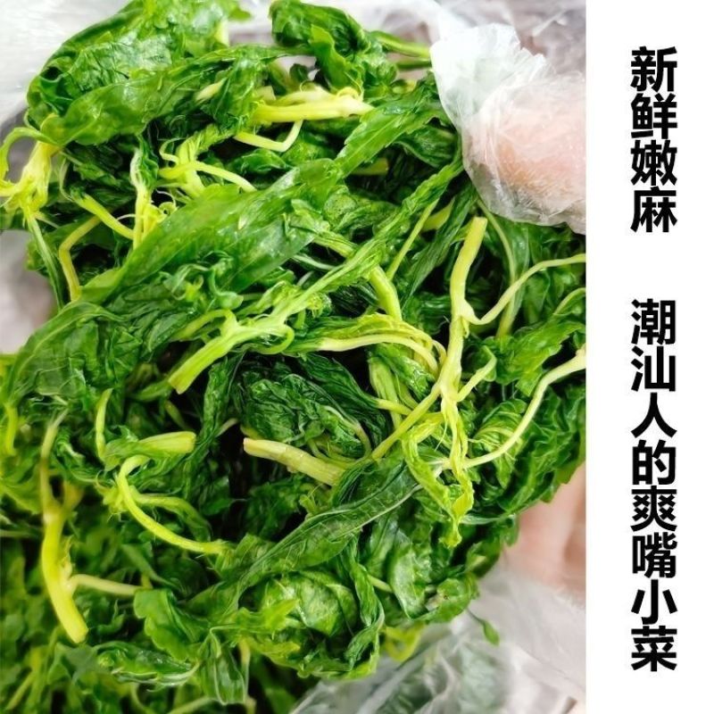 潮汕麻叶菜揭阳青白麻叶潮汕特产正宗凉拌红麻叶蔬菜农产品真