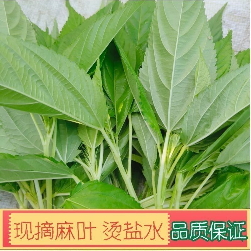潮汕麻叶菜揭阳青白麻叶潮汕特产正宗凉拌红麻叶蔬菜农产品真
