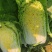 实力货源黄心白菜大娃娃菜千亩基地量大从优