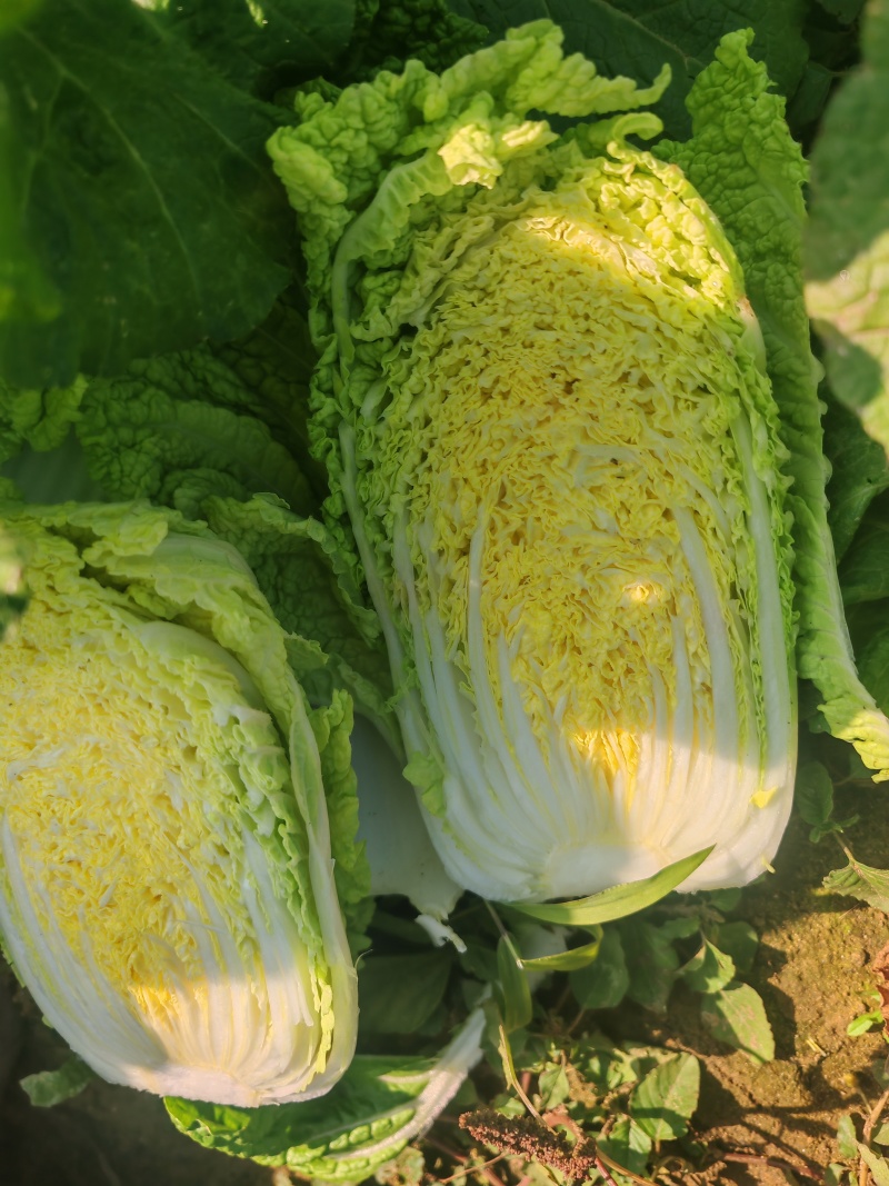 实力货源黄心白菜大娃娃菜千亩基地量大从优