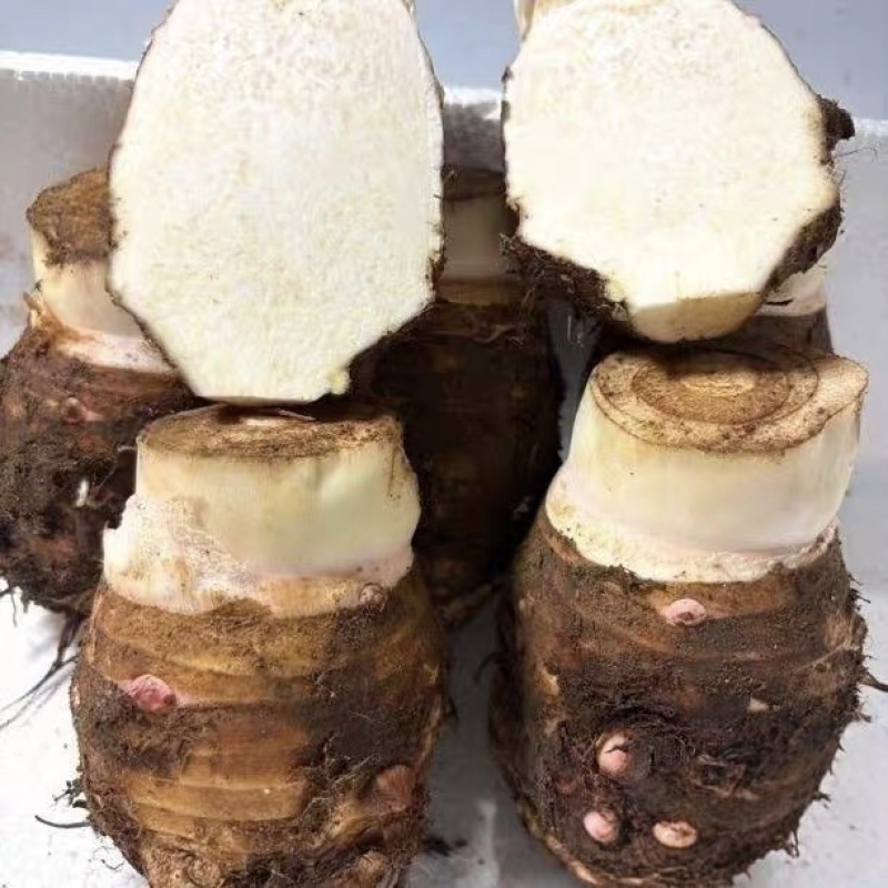 大量芋头母子，需要的请电话联系***********