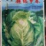 甘蓝种子牛心白种子鸡心白种子尖甘蓝种子牛心甘蓝种子