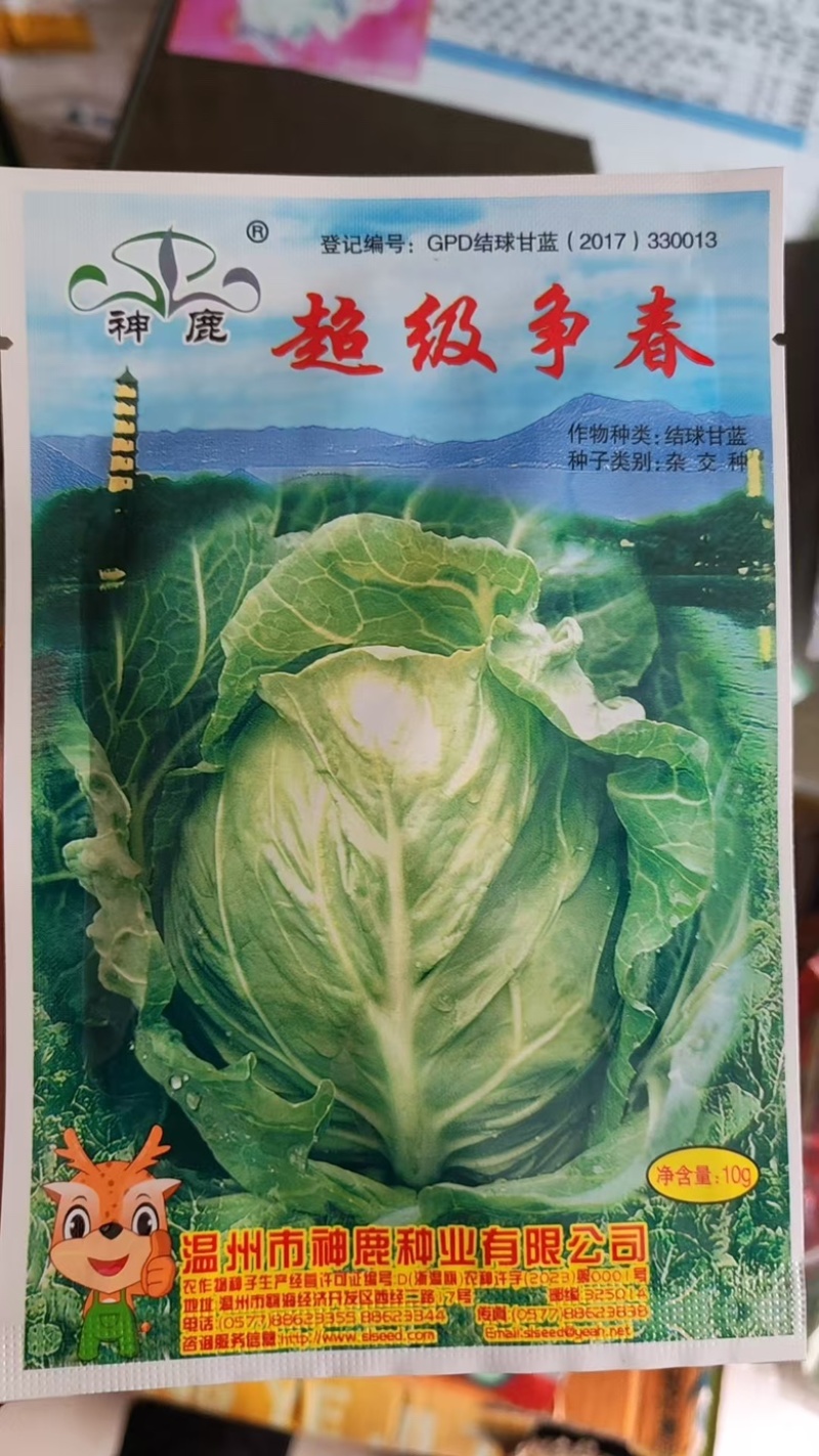 甘蓝种子牛心白种子鸡心白种子尖甘蓝种子牛心甘蓝种子