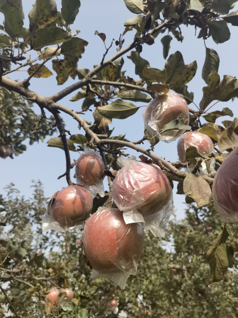 红富士苹果