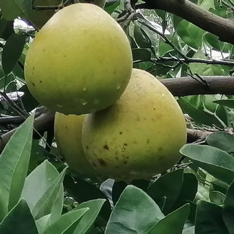 金兰柚