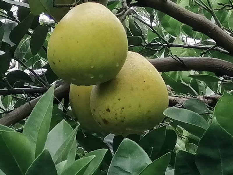 金兰柚