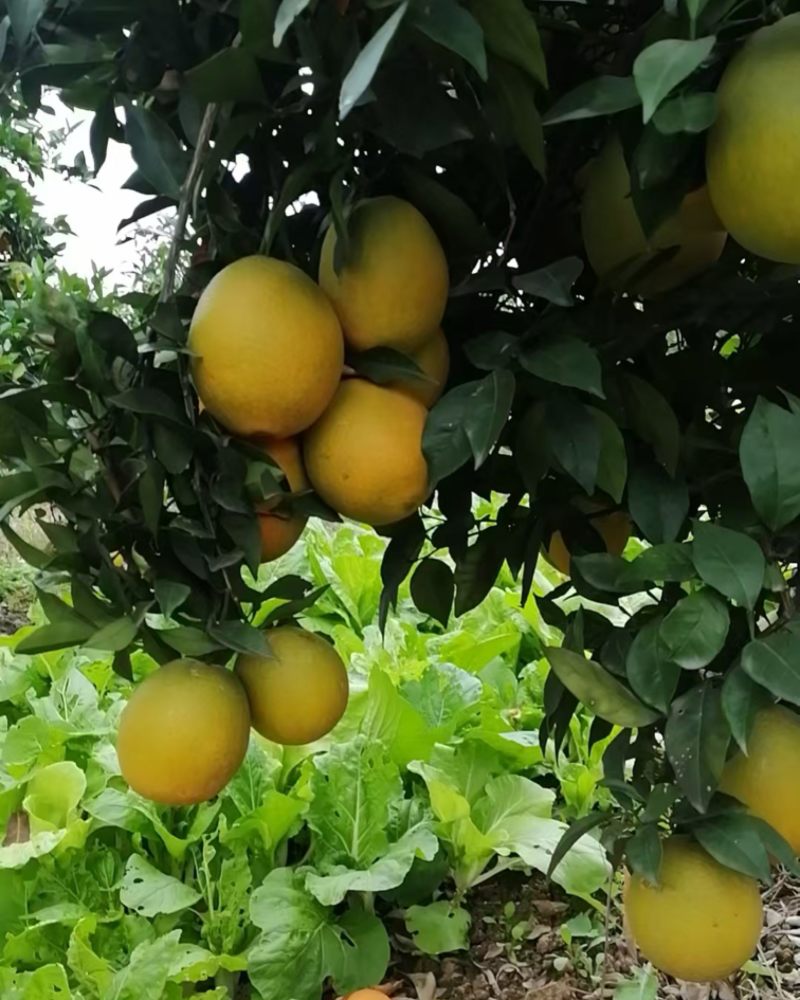 湖南自己家种的橙子