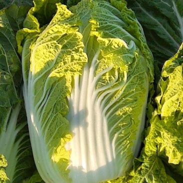 黄心菜
