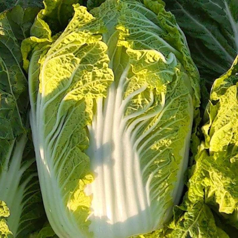 黄心菜