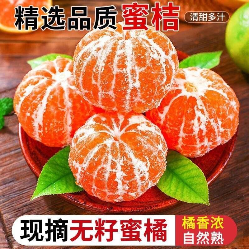 四川蜜橘，精品蜜橘，地头直接采摘上车，颜色漂亮