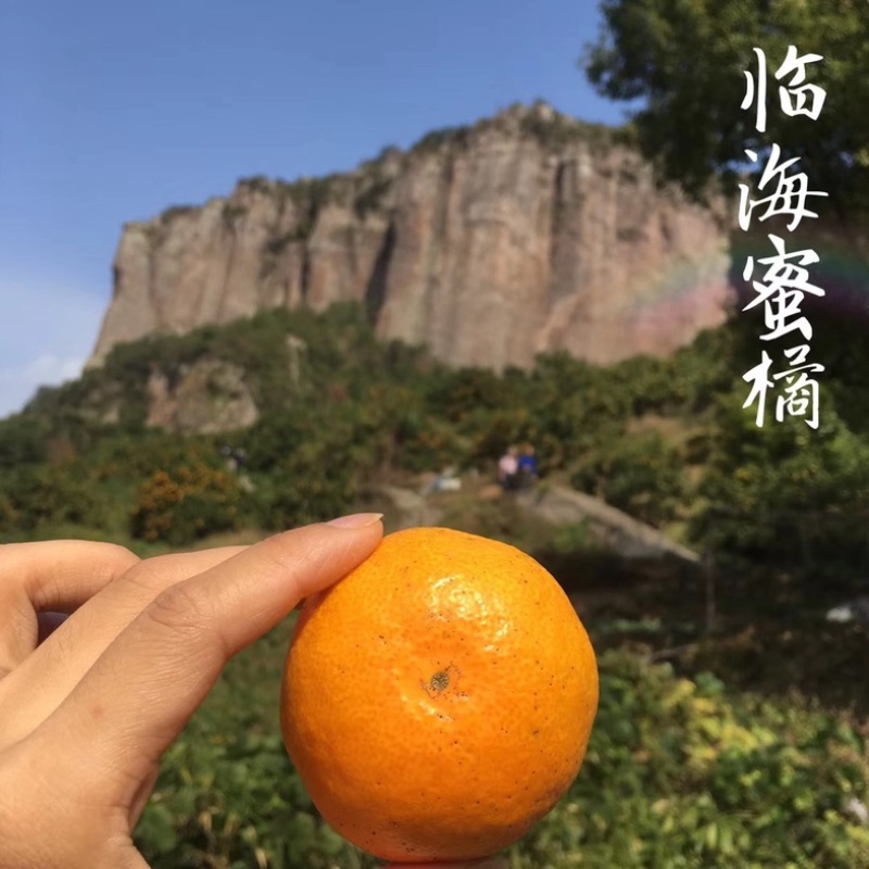 涌泉蜜橘上市开卖了！“天下一奇，吃橘带皮”