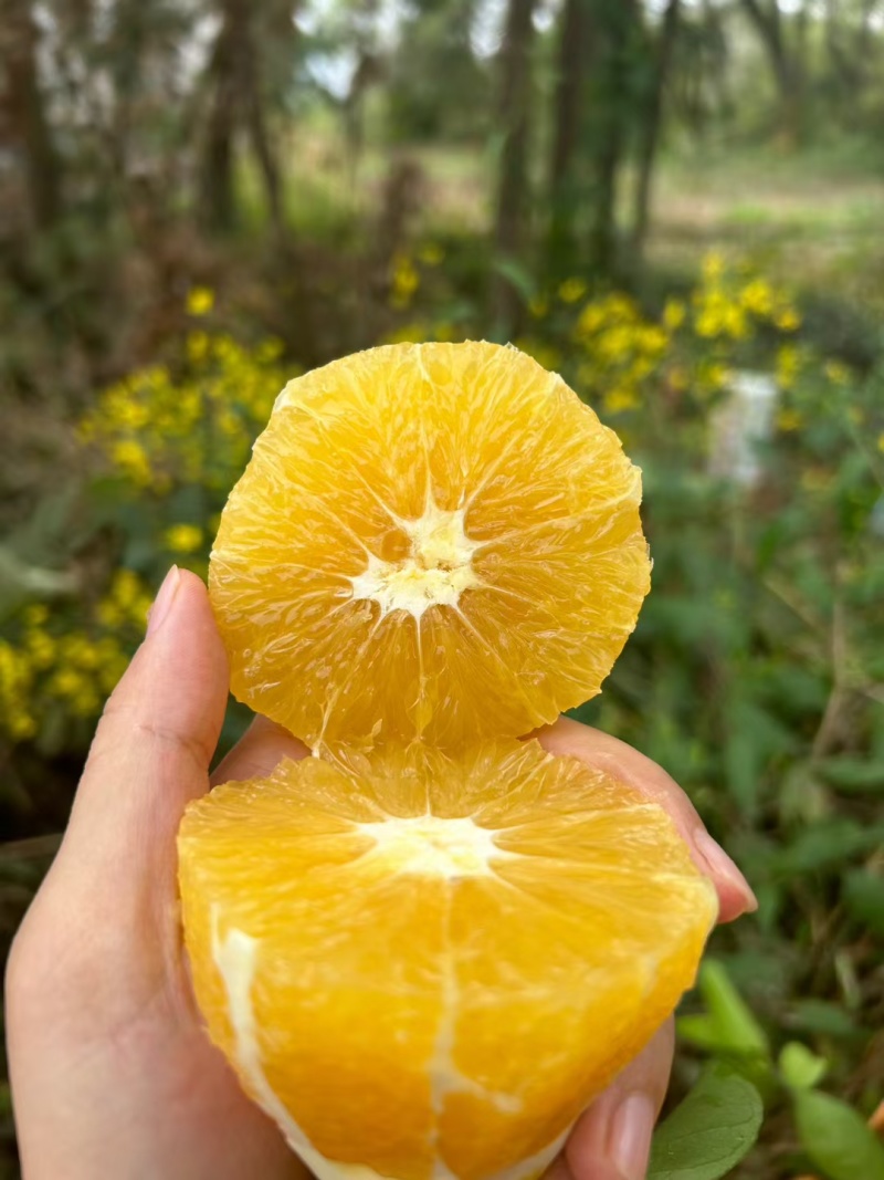江西赣南脐橙生鲜汁水足
