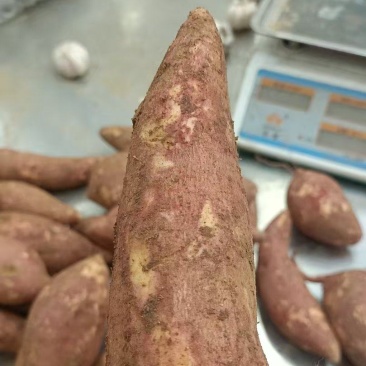 西瓜红