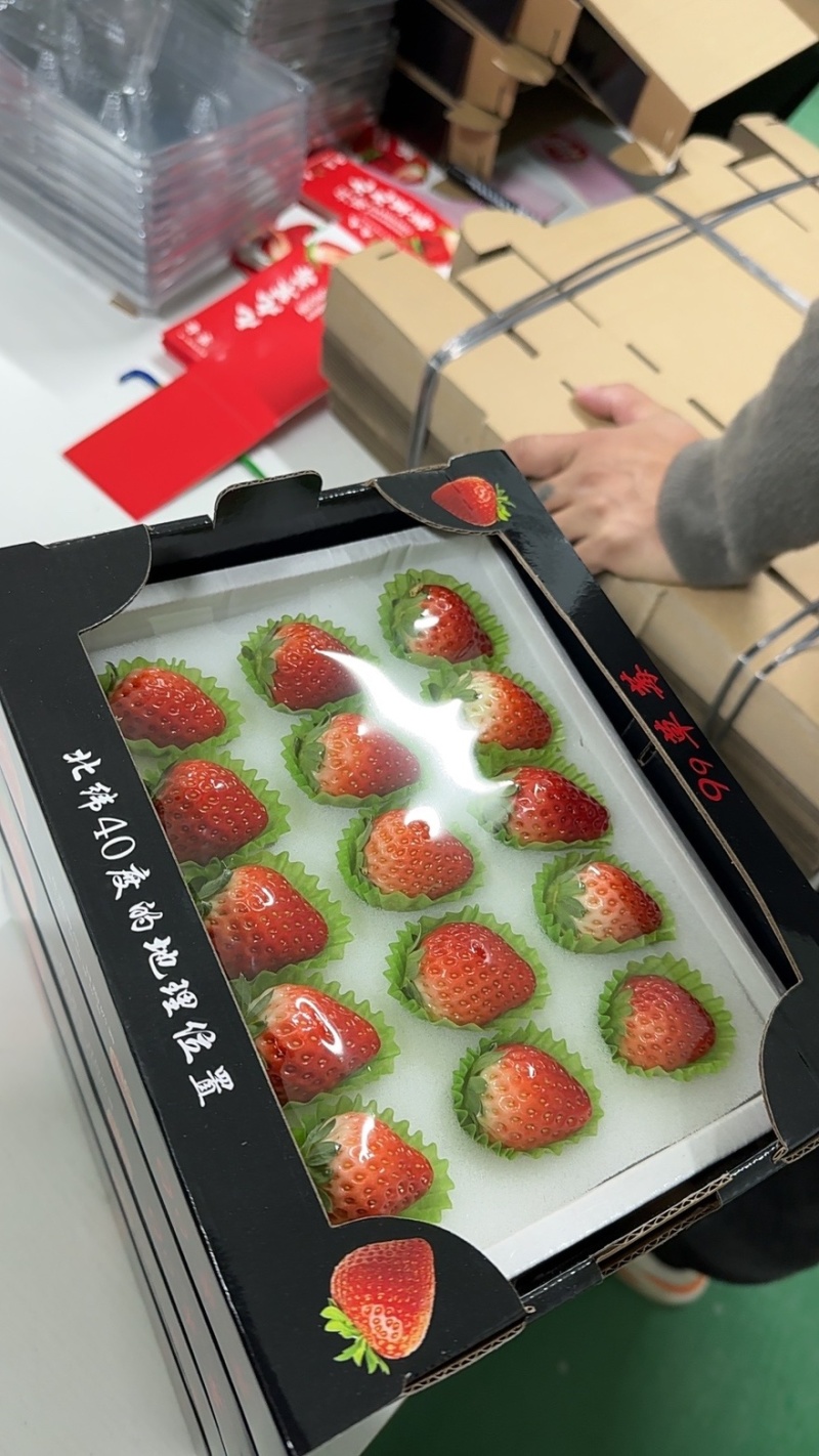 辽宁丹东九九草莓对接全国市场量大从优清甜可口欢迎采购