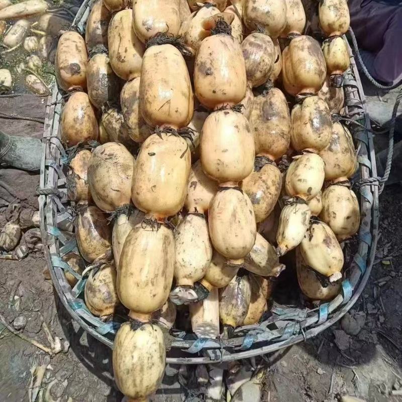 精品莲藕大量供应视频看货保质保量代发全国
