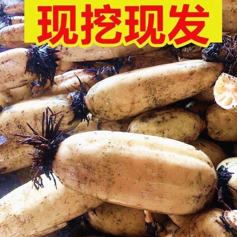 精品莲藕大量供应视频看货保质保量代发全国