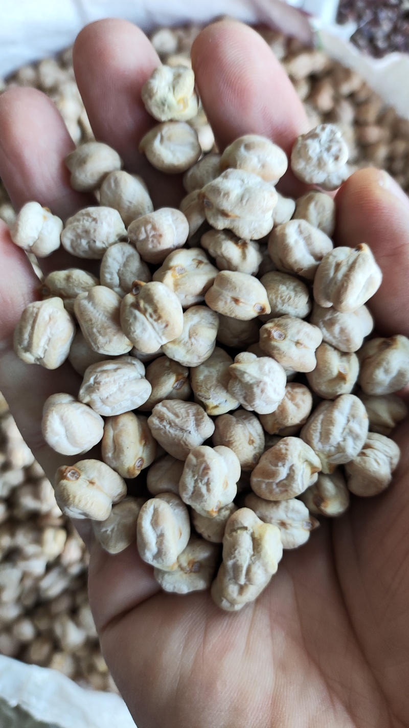 鹰嘴豆进口鹰嘴豆规格齐全当季新货颗粒饱满量大从优
